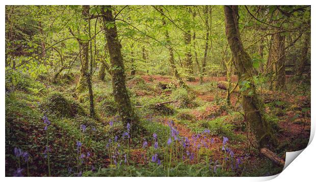 Bluebells at Kennall Vale Print by Ben Hatwell