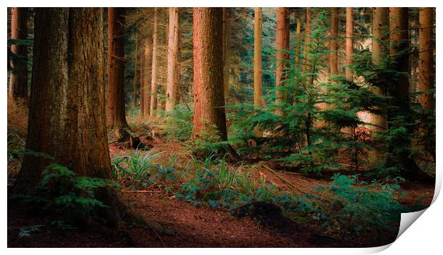 Magical Forest Print by Ben Hatwell