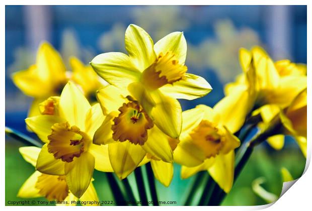 Daffodils  Print by Tony Williams. Photography email tony-williams53@sky.com