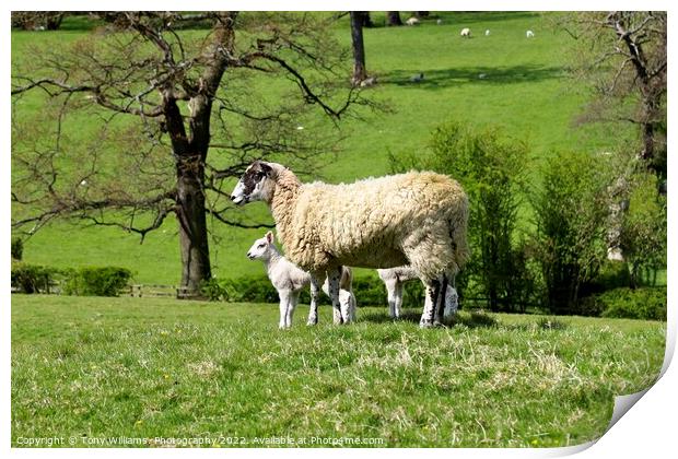Mother and lamb Print by Tony Williams. Photography email tony-williams53@sky.com