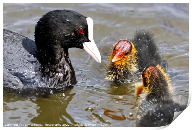 Mother and chicks Print by Tony Williams. Photography email tony-williams53@sky.com