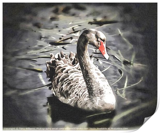 Black Swan Print by Tony Williams. Photography email tony-williams53@sky.com
