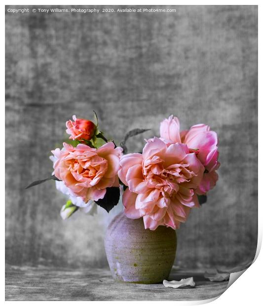 Pink Roses  Print by Tony Williams. Photography email tony-williams53@sky.com