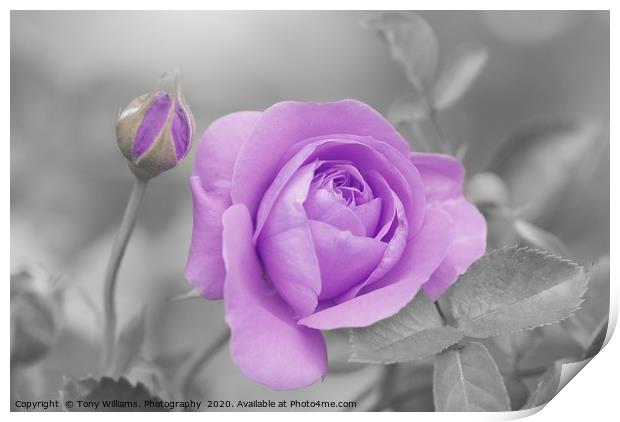 Lilac Rose Print by Tony Williams. Photography email tony-williams53@sky.com