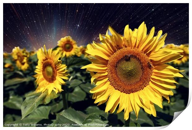 Happy Sunflowers  Print by Tony Williams. Photography email tony-williams53@sky.com