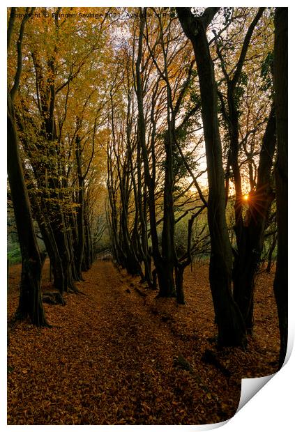 Autumn Avenue sunstar  Print by Duncan Savidge