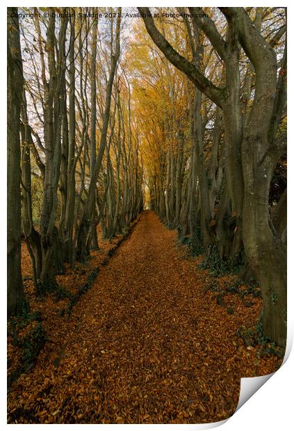 Autumn Avenue  Print by Duncan Savidge