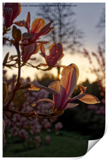Tulip Magnolia at sunset on the Botanical Gardens Bath Print by Duncan Savidge