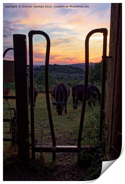 Cow's at Sunset over Bath Print by Duncan Savidge