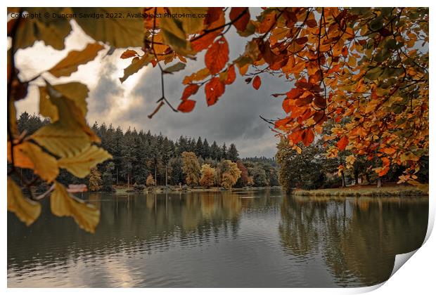 Autumn at Shearwater, Warminster, Witshire Print by Duncan Savidge