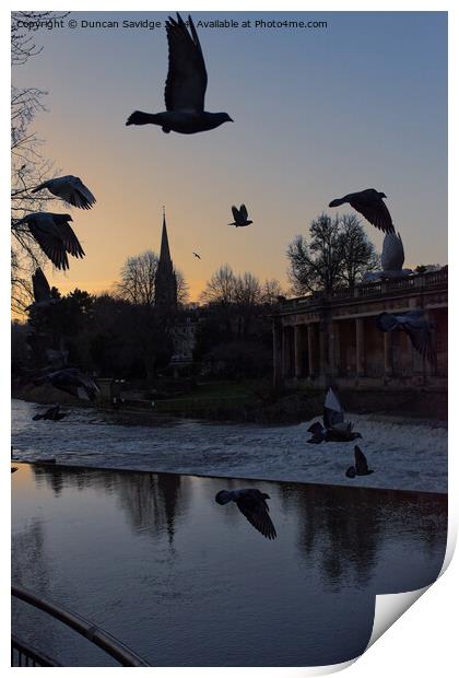 Pigeons in flight in Bath Print by Duncan Savidge