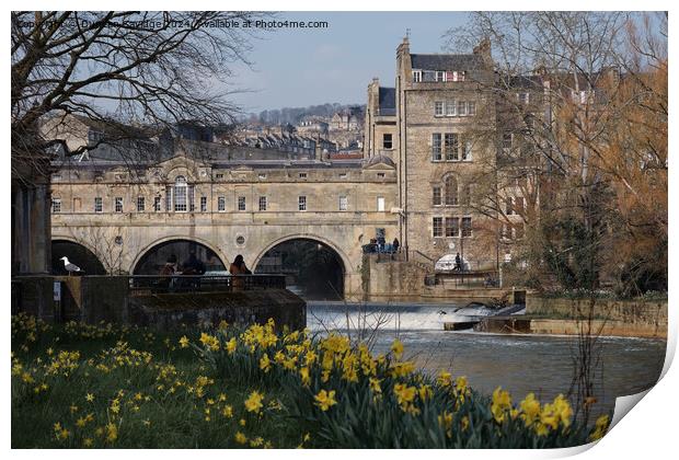 Spring Daffodil's in Parade Gardens Bath  Print by Duncan Savidge