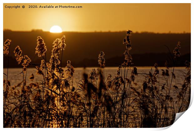 Chew Valley lake sunset through the reeds Print by Duncan Savidge