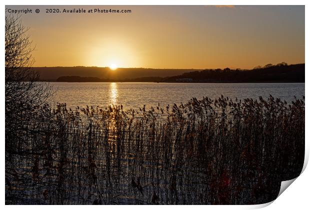 Chew Valley lake Winter sunset through the reeds Print by Duncan Savidge