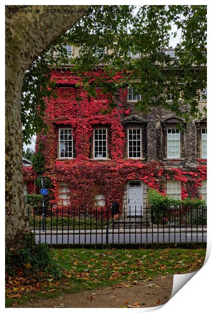 Queens Square, Bath red Ivy Print by Duncan Savidge