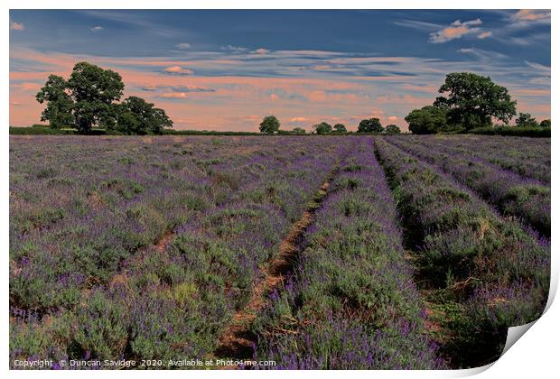Lavender field in Somerset  Print by Duncan Savidge
