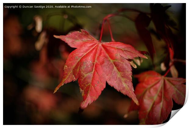 Autumn red Plant leaves Print by Duncan Savidge