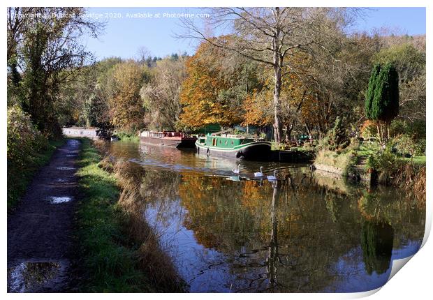 Autumn swans enjoying the canal Print by Duncan Savidge