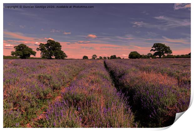 sunset at Somerset Lavender farm Print by Duncan Savidge