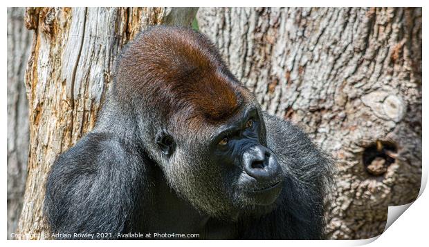 Silverback Print by Adrian Rowley