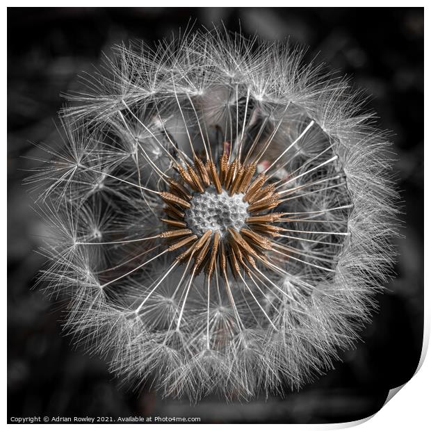 Dandelion Abstract 1x1 Print by Adrian Rowley