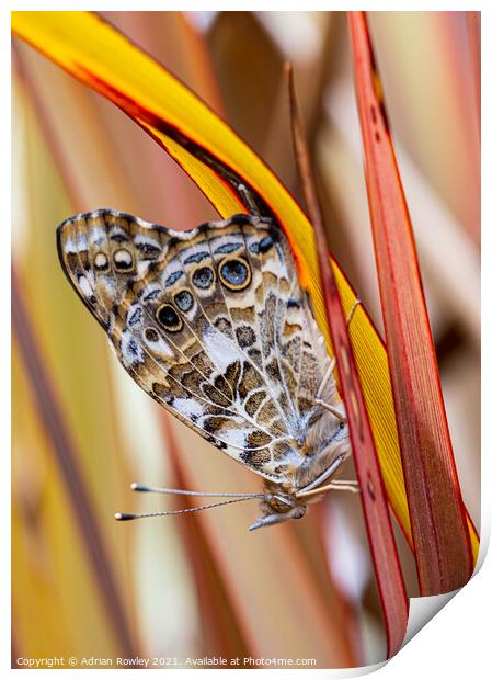 Painted Lady Print by Adrian Rowley