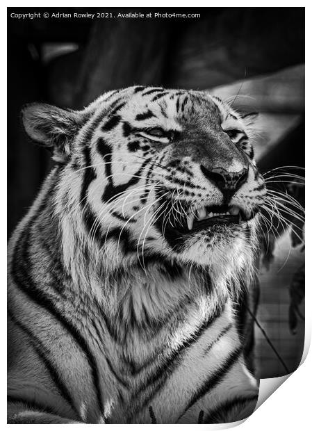 Sumatran Tiger in monochrome Print by Adrian Rowley