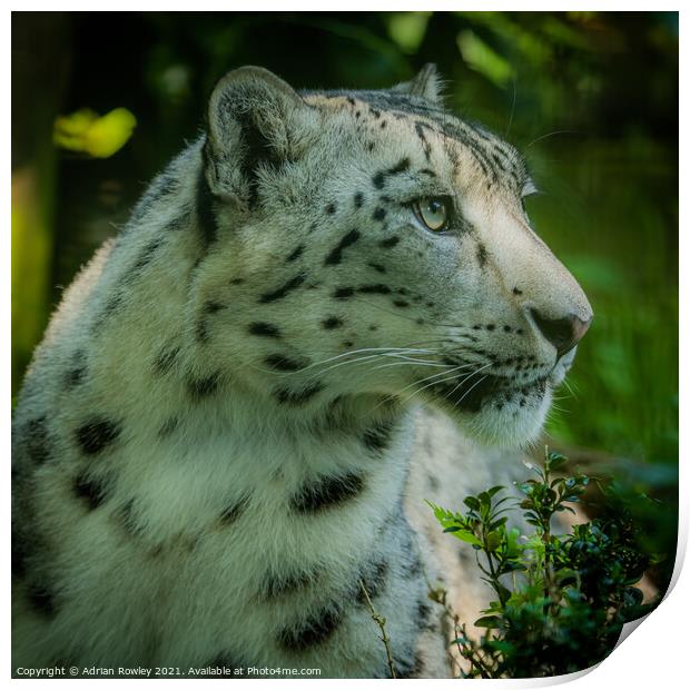 Portrait of a Snow Leopard Print by Adrian Rowley