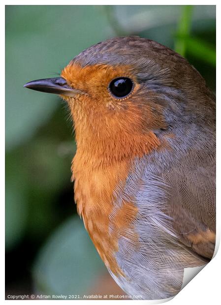 A close up of a Robin in portrait Print by Adrian Rowley