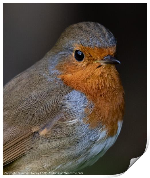 Portrait of a Robin Print by Adrian Rowley