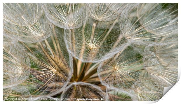 Dandelion close up and macro shot Print by Adrian Rowley