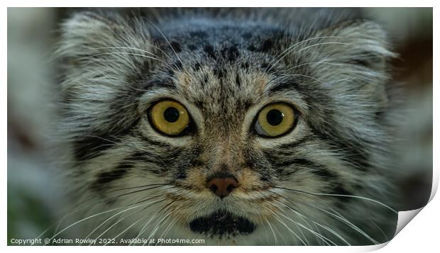 Qara the Pallas Cat Print by Adrian Rowley