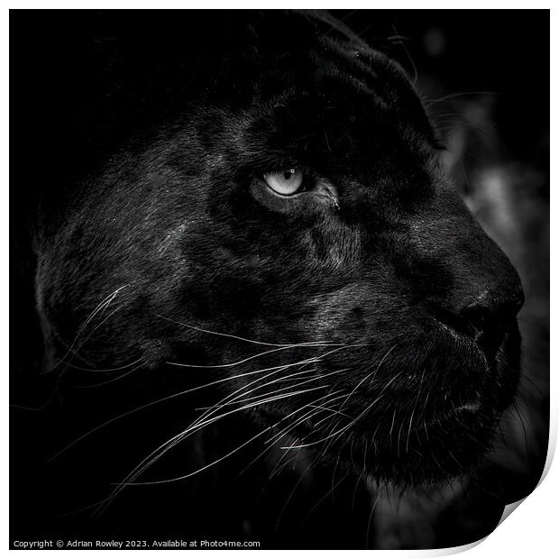 The Elusive Black Jaguar Print by Adrian Rowley