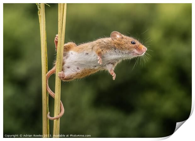 Curious Harvest Mouse Engages with the Lens Print by Adrian Rowley