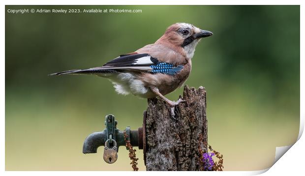 The magnificent Jay Print by Adrian Rowley