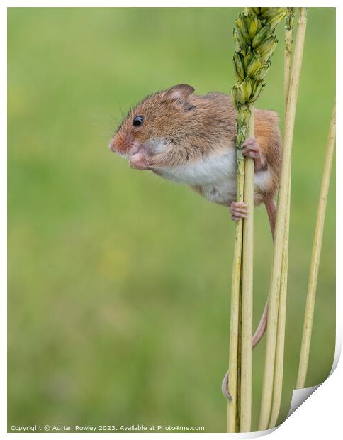 Harvest Mice balancing act Print by Adrian Rowley