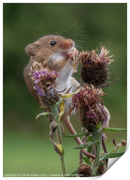 Harvest Mouse with lunch Print by Adrian Rowley