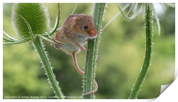 Delicate Dance of the Harvest Mouse Print by Adrian Rowley