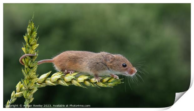 Harvest Mouse on a stem of Barley Print by Adrian Rowley