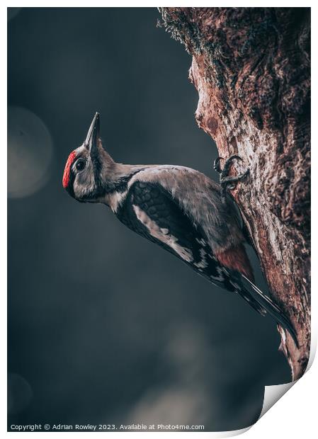 Serene Woodpecker in Natural Habitat Print by Adrian Rowley