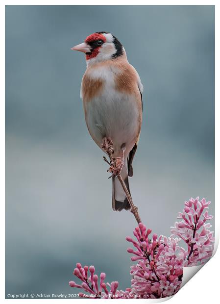Delicate beauty of the Goldfinch Print by Adrian Rowley