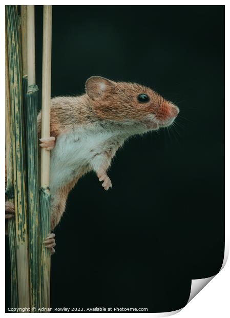 The acrobatic harvest mouse Print by Adrian Rowley