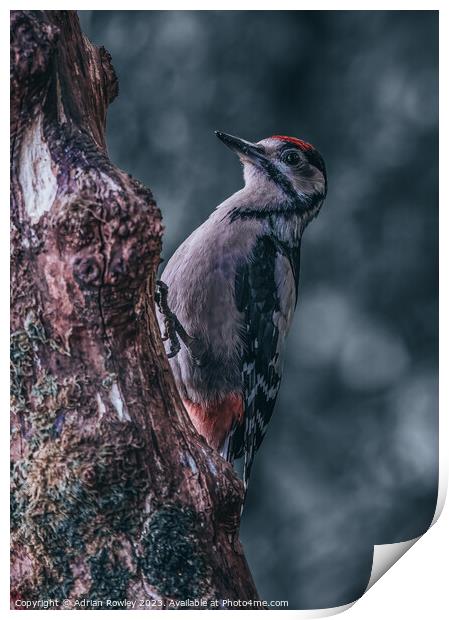 Juvenile Great Spotted Woodpecker Print by Adrian Rowley