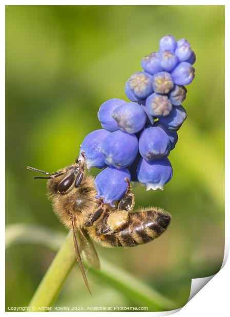 Leaf Cutter Bee Print by Adrian Rowley