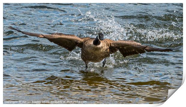 Canada Goose on take off Print by Adrian Rowley