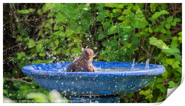 Splashing around in the Summer Print by Adrian Rowley