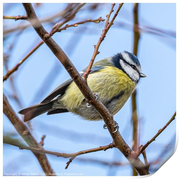 Blue Tit Print by Adrian Rowley