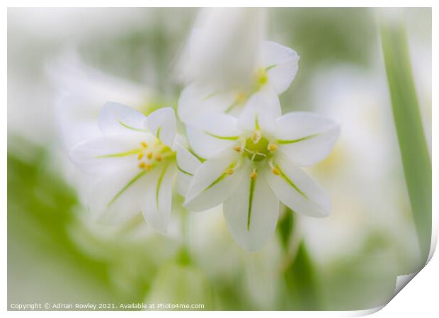 Stinky Lily Print by Adrian Rowley