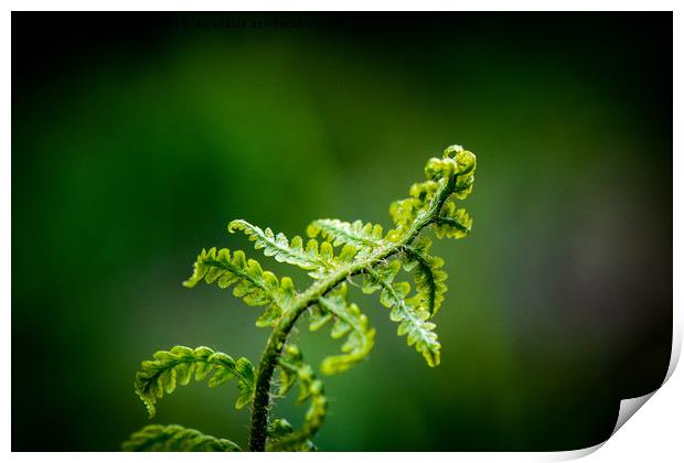Young Fern Print by Paul Grove
