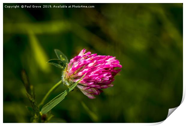 Meadow Clover Print by Paul Grove